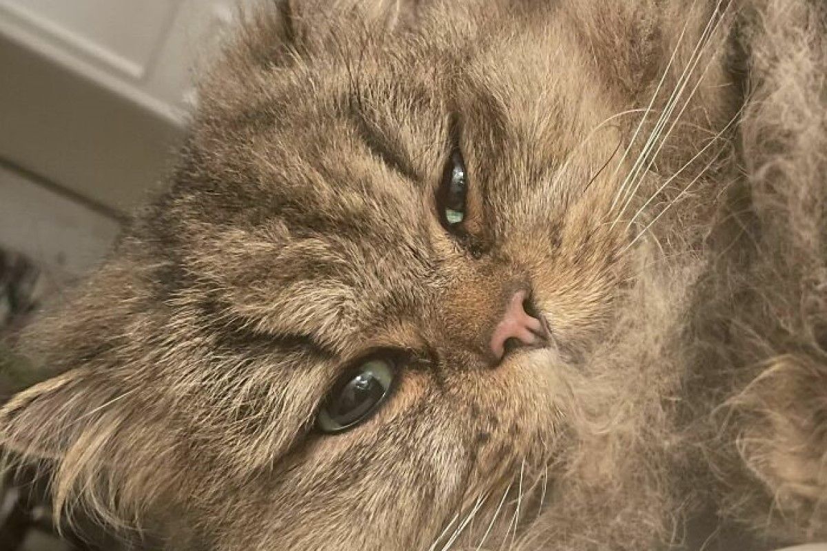 ▲網友一覺醒來，發現自己的枕頭旁邊多了隻陌生的貓。（圖／臉書社團《My house, not my cat》）