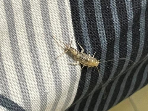 ▲衣魚又稱為蠹魚，雖然不會危害人體健康，但衣魚會破壞書籍、衣物等。（圖／爆廢公社）