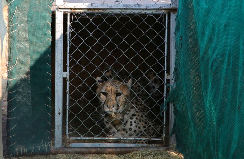 ▲印度獵豹（cheetah）復育工作受挫。資料照。（圖／美聯社／達志影像）