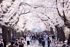 日本櫻花季到處都擠爆了？內行曝「2秘境」：遊客少又漂亮
