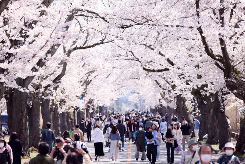 ▲日本境內出現大量的國際旅客到訪，近期又碰上櫻花季，許多知名景點更是人擠人。（示意圖／美聯社／達志影像）