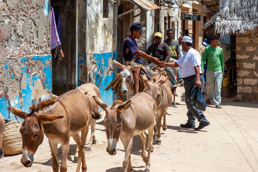 ▲非洲民眾生活十分仰賴驢子。但有驢專家擔心，依照中國人吃阿膠的速度，非洲驢恐在1、2年內滅絕。（圖／美聯社／達志影像）