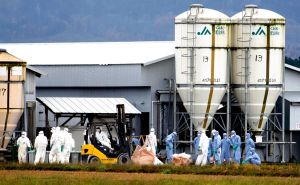 禽流感襲日本！撲殺逾1700萬隻雞　業者急開發「植物蛋」
