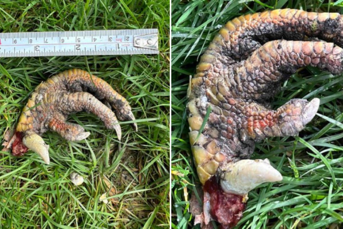 ▲英國威爾斯一對夫婦於自家花園找到一隻動物斷爪。（圖／Twitter：AgrOsip7903）