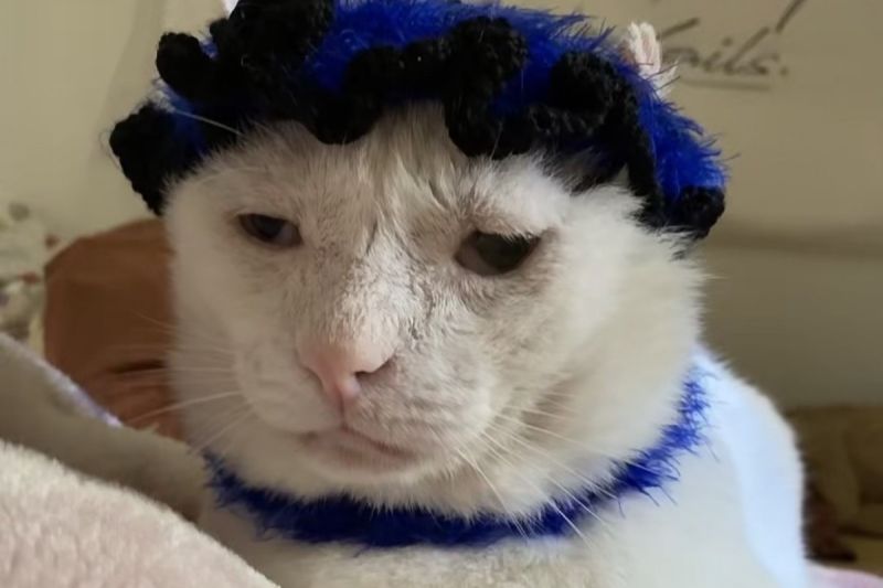 ▲中國海南的一位阿嬤為貓孫織了頂寶藍色小毛帽。（圖／小紅書：一匹馬馬馬）