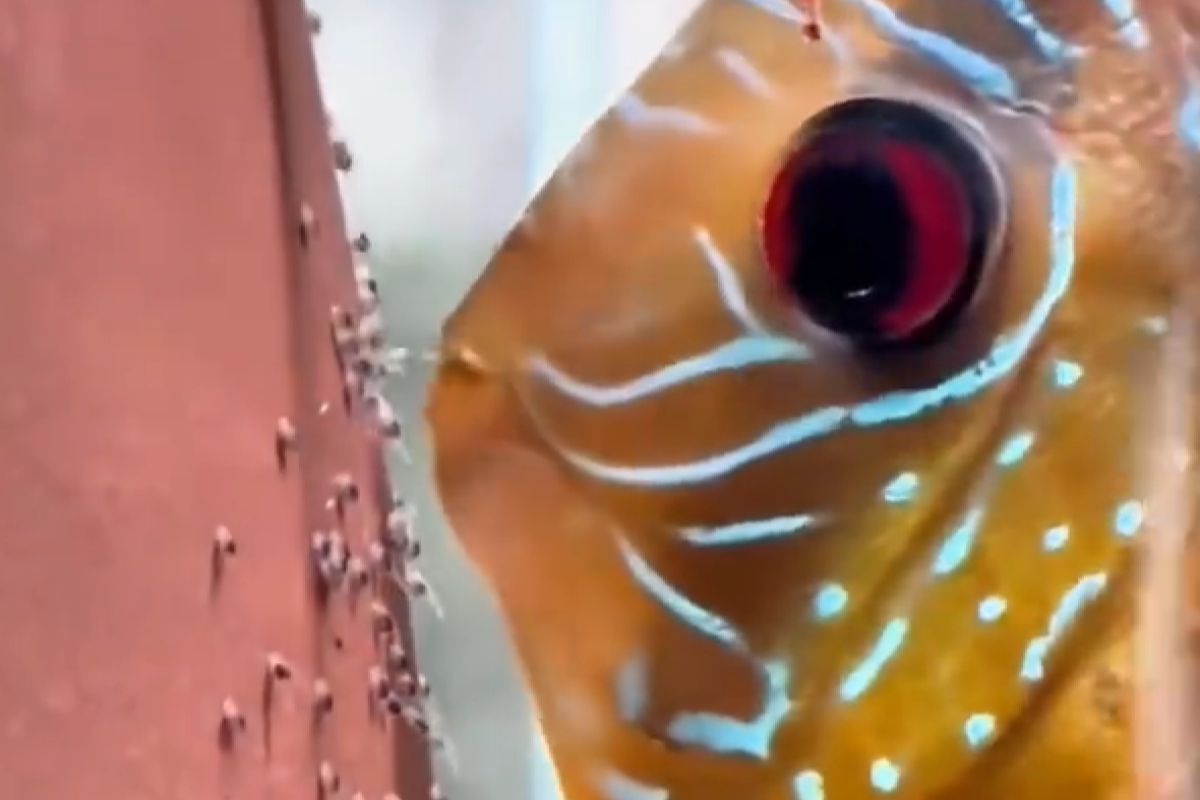 ▲七彩神仙魚是少數會護子的魚。（圖／微博：8月飯票）