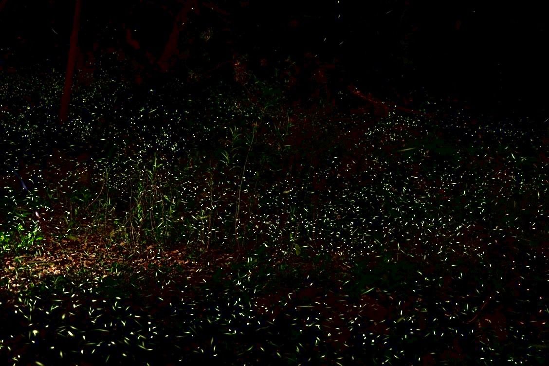 ▲大坑螢光秘境(圖／觀旅局提供2023.4.7)