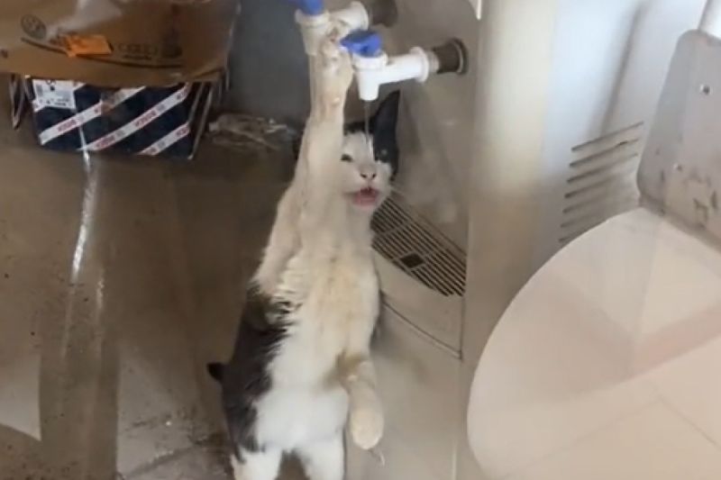 ▲貓咪想喝水會自己開飲水機。（圖／TiKTok：thtbeluuparrado）