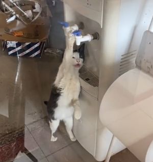 ▲貓咪：自己要喝的水自己按！（圖／TiKTok：thtbeluuparrado）