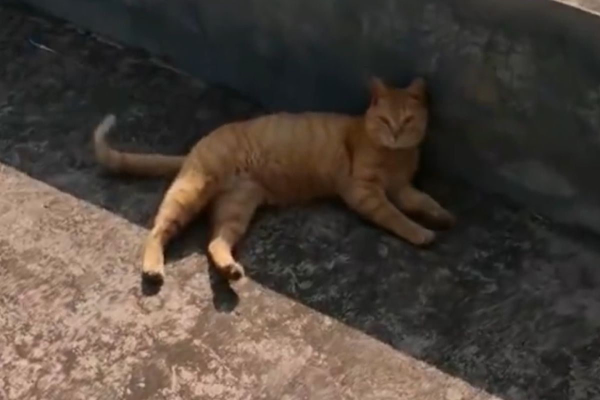 ▲該隻浪貓不時會叼米奇到餵養人家門口。（圖／微博： 可愛萌寵在這裡）