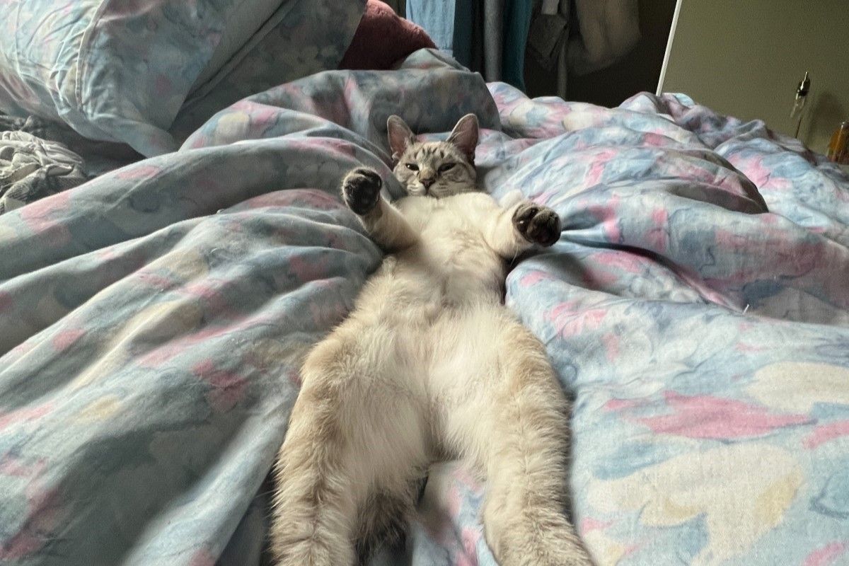 ▲女子認為養了貓以後心情變好，但家中的犯罪率不停上升。（圖／Twitter：erinmhk）