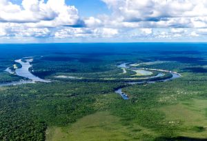 調查：2022年巴西原始熱帶森林損失增加15%
