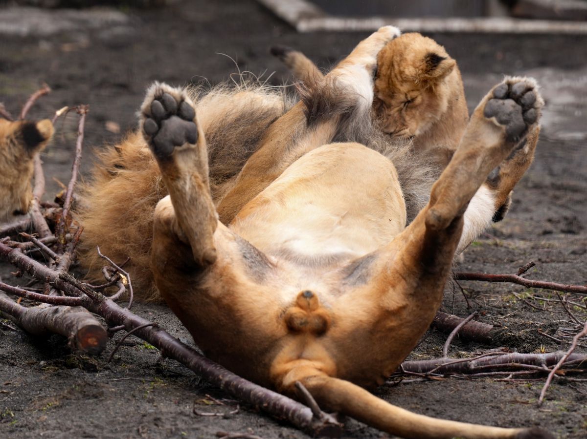 ▲公獅在草地上仰躺並露出自己的重要部位。（圖／Twitter：rikunow）