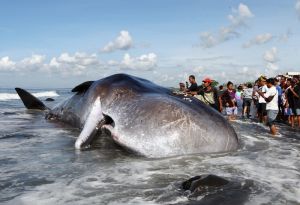 峇里島抹香鯨神秘死亡案頻傳！疑點一次看
