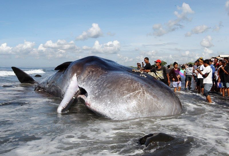 ▲印尼峇里島在一個月內發生第三起抹香鯨死亡事件。（圖／美聯社／達志影像）