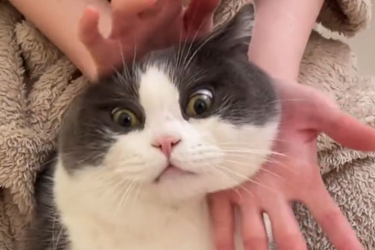 ▲Jisoo的主打歌《FLOWER》相當洗腦，許多粉絲開始與愛寵一同跳開花舞。（圖／電電的小日子 小紅書）