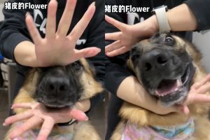 ▲狗狗正在和飼主一同跳Jisoo的《FLOWER》。（圖／豬皮和姐姐 小紅書）