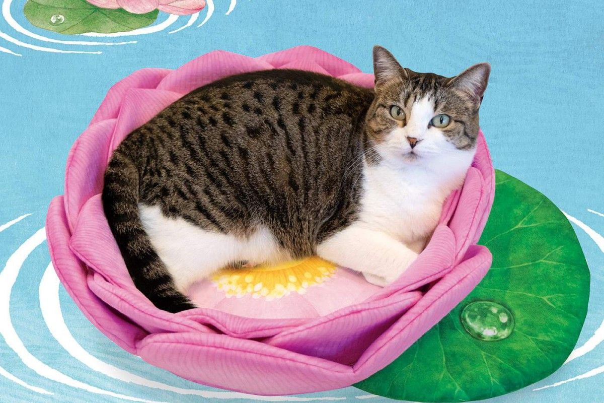 ▲貓咪「腳踏蓮花」搶盡眾人目光，日本小物品牌推出蓮花坐墊。（圖／截自felissimo官網）