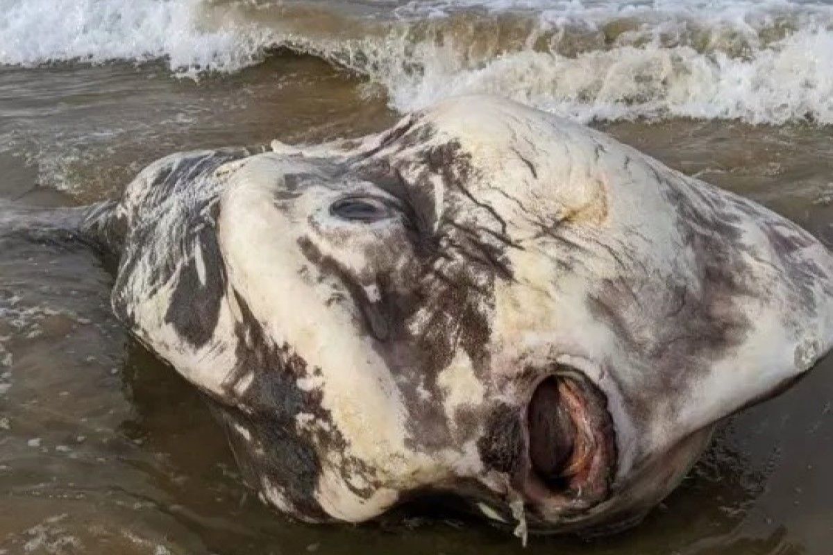 ▲澳洲民眾在海邊看見一隻身長2公尺的「大海怪」。（圖／Green9ja 臉書）