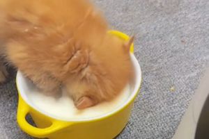 小貓喝奶非常陶醉。(圖/抖音:王不火-) ▲小貓喝奶卻把自己整個頭埋入。(圖/抖音:王不火-)