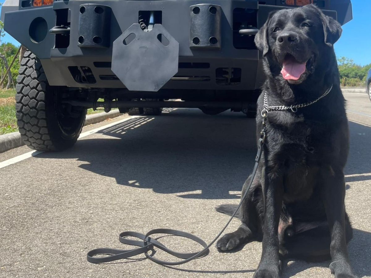 ▲新北5隻退役警犬找家中，今天是申請的最後一天，只要符合認養人7大條件都有機會成為警犬的家人。（圖／翻攝新北市政府警察局 警犬隊 NTPD K-9 Unit臉書）