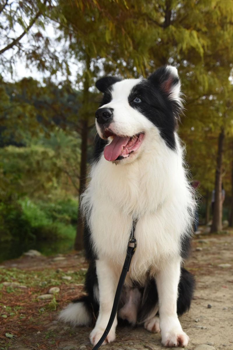 ▲三號畢業生邊境牧羊犬「查理」是從繁殖場被救出的孩子,有雙獨特異色瞳,聰明又愛玩。(圖/翻攝新北市政府警察局 警犬隊 NTPD K-9 Unit臉書)