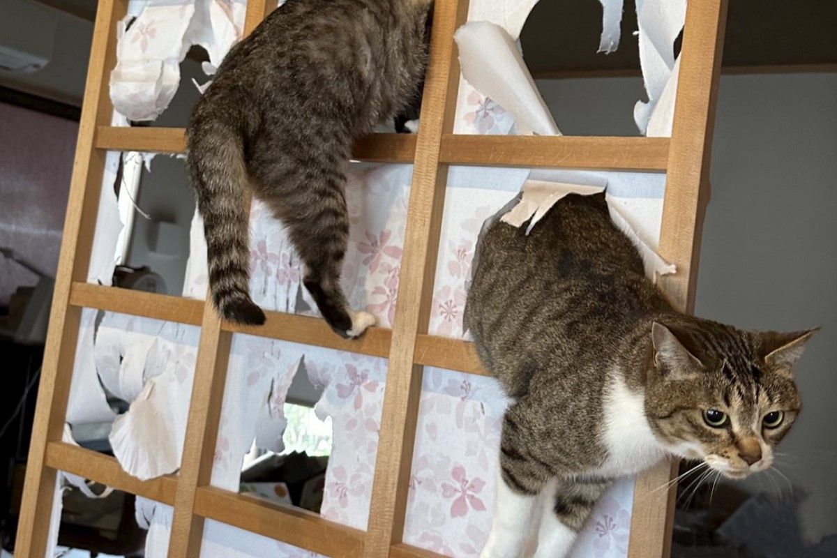 ▲日本推主家出現一隻「貓貓蛇」。（圖／Twitter：kokonananya）