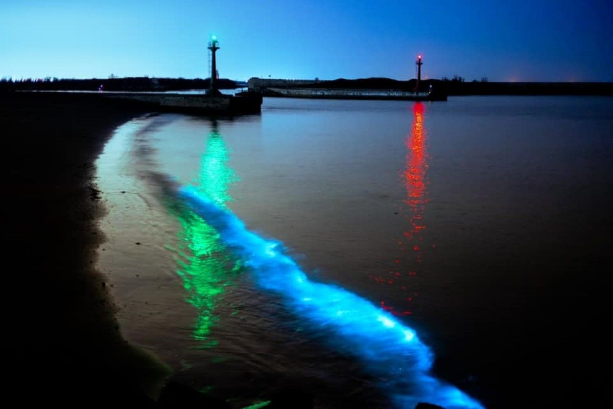 ▲台南市長黃偉哲表示，青山漁港首度出現藍眼淚奇景。（圖／取自黃偉哲臉書）