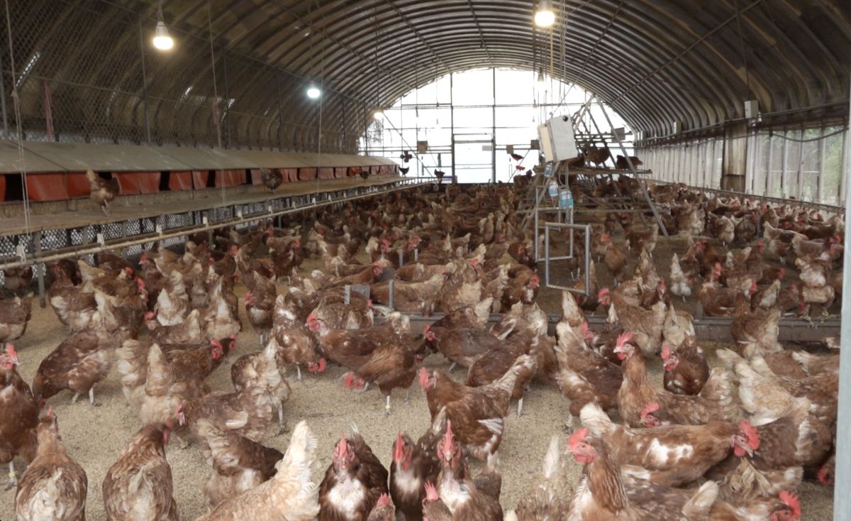 ▲ 友善飼養蛋雞場。（圖／康仲誠攝）