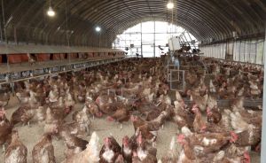 蛋蛋的哀傷1／動物福利先擺一旁？農委會10.5億催蛋補助惹議

