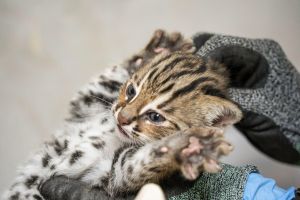 ▲石虎寶寶：大膽！是誰摸我的頭？（男生）（圖／臺北市立動物園提供）