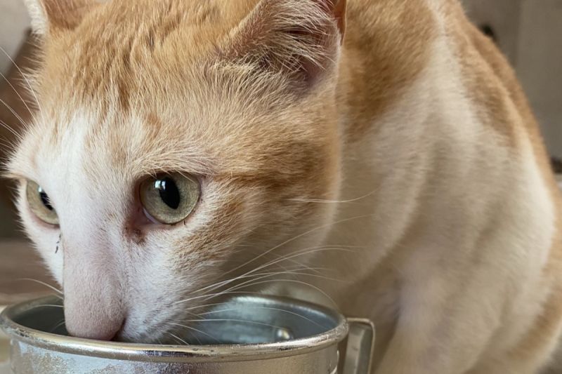 ▲愛貓突然開始大量喝水，使飼主擔憂起牠生病的可能性。（圖／Twitter：hanamomoact）