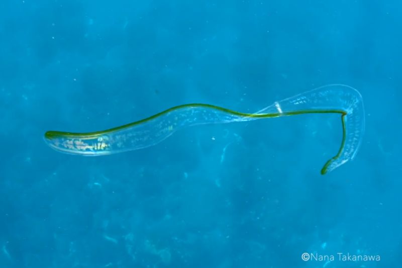 ▲日本水下攝影師在海裡發現一片活生生的「薄切黃瓜」。（圖／Twitter：Aduncus7）