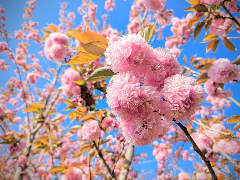 ▲福壽山農場的千櫻園，被大讚比日本櫻花還要美。（圖／截取自福壽山農場FushoushanFarm粉專）