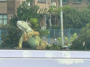 新北驚見「綠鬣蜥巨獸」！網友看傻眼：這根本是恐龍吧？
