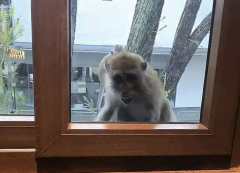 ▲新加坡近來傳出潑猴擅傳店鋪搞破壞，讓做生意的老闆們叫苦連天。（圖／翻攝自新明日報）