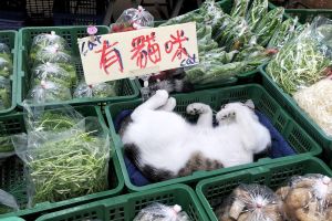 菜市場藏「超萌小貓攤」！眾見狀秒愛上吃菜：一斤多少錢
