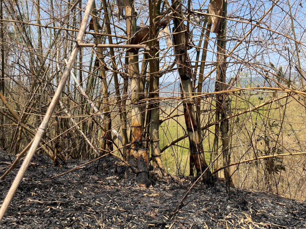 ▲高雄內門山林火警連燒多日，終於在昨（16）日撲滅火勢。（圖／高雄市政府提供）