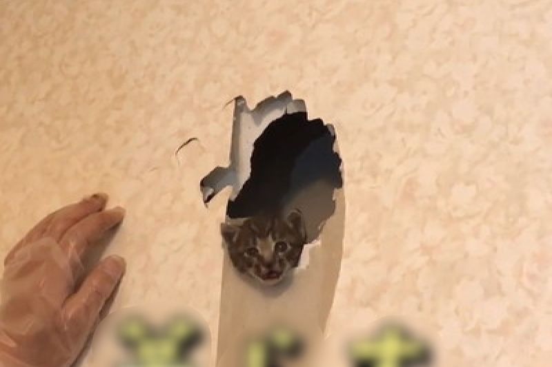 ▲日本網友連續兩年在老宅中聽到貓叫聲，趕緊破牆救援。（圖／Instagram：luckypapadesu）
