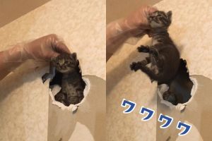 順利救出一隻貓,沒想到裡面還有一隻。(圖/Instagram:luckypapadesu) ▲順利救出一隻貓,沒想到裡面還有一隻。(圖/Instagram:luckypapadesu)