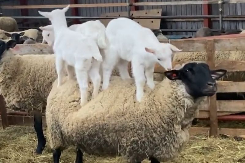 ▲三隻小山羊齊聚在一頭綿羊身上。（圖／Twitter：gomib_ma）
