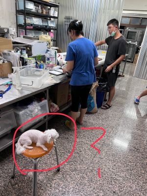 ▲爆料者投訴慈暉園製作食品場所出現犬隻。（圖／林智鴻服務處提供）