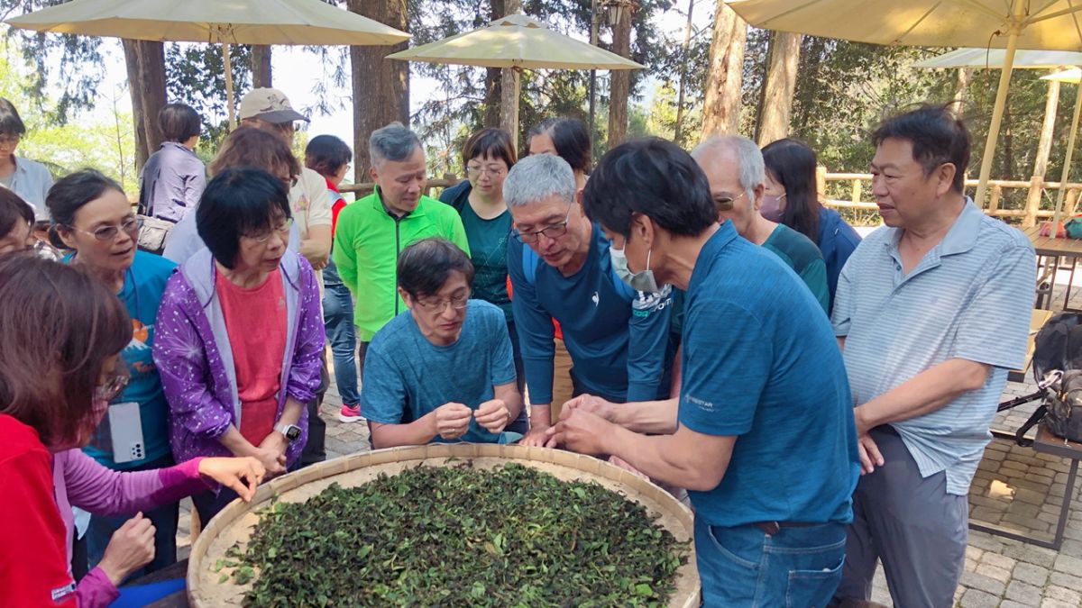 ▲藤枝手揉山茶體驗。（圖／高市府觀光局提供）