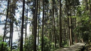 ▲藤枝森林遊樂區步道系統林相優美。（圖／高市府觀光局提供）