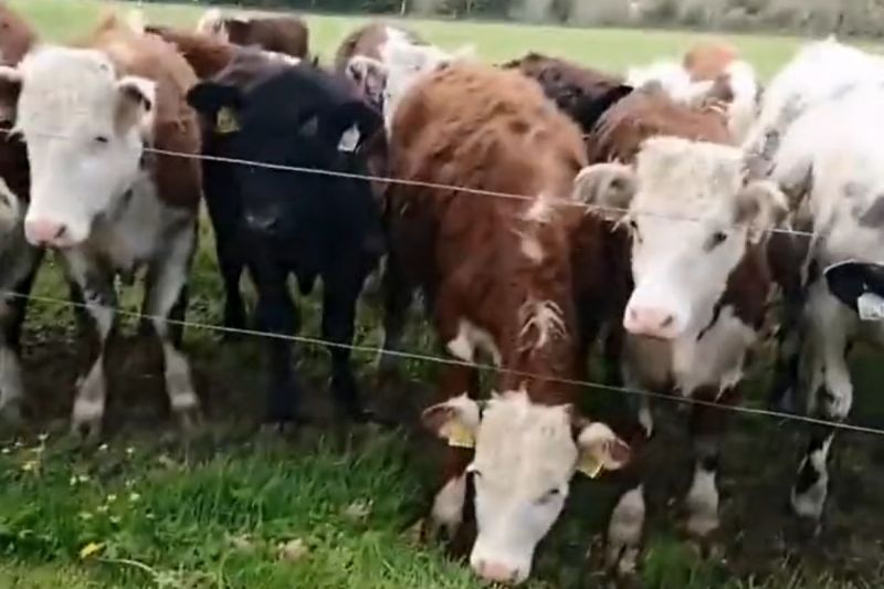 ▲一群牛圍在柵欄前看貓咪在地上打滾。（圖／Reddit：Modern-Moo）