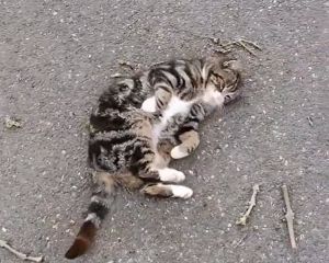 ▲貓貓在地上翻滾撒嬌。（圖／Reddit：Modern-Moo）