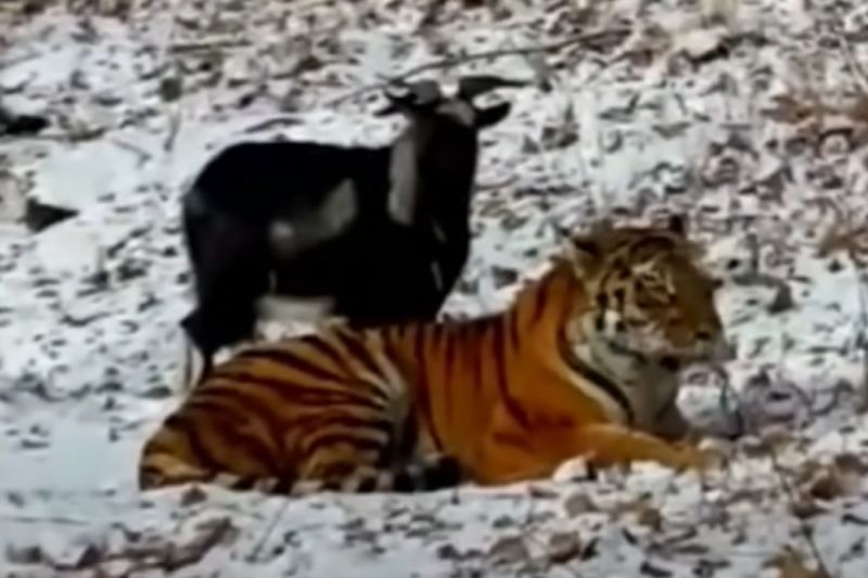 ▲俄羅斯的這隻老虎跟原獵物山羊意外成麻吉。（圖／Youtube：Inside Edition） 