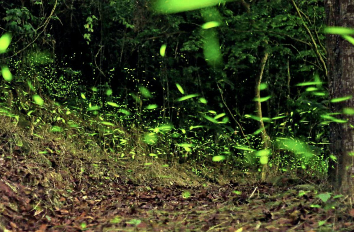 ▲梅嶺賞螢季活動即將登場。（圖／翻攝自台南觀旅局網站）