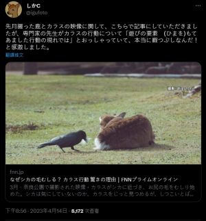 ▲奈良鹿攝影愛好者しかC日前(14)推文說，他終於知道烏鴉拔鹿毛的原因了。（圖／翻攝Twitter@igufoto）