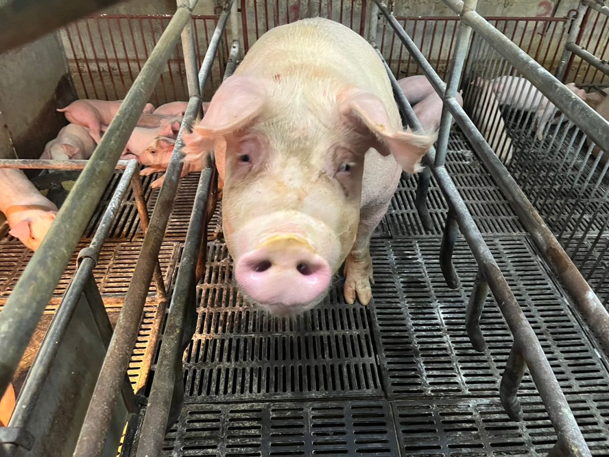 颱風豪雨造成蔬菜、豬肉價格高檔 主計總處：8月物價1.60%